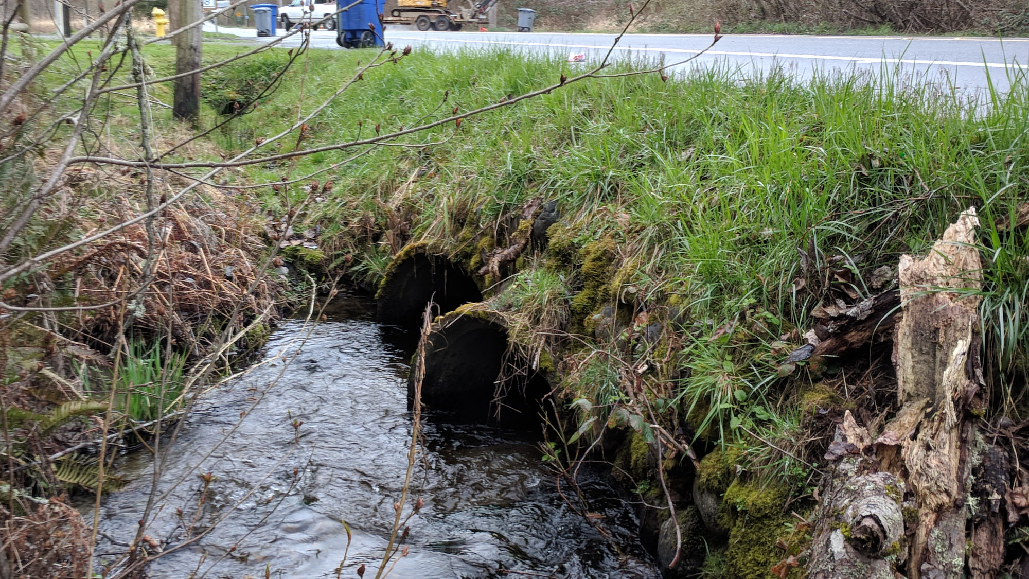 two mossy pipes convey water beneath a road, water nearly halfway up the large pipes