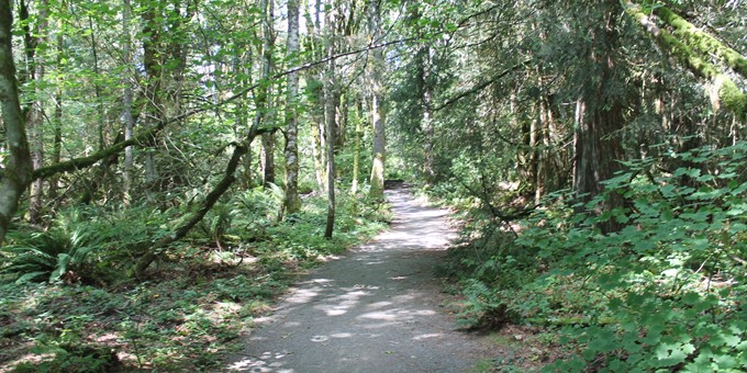 gravel trail through forest at beaver lake preserve, with dappled light through the mixed forest