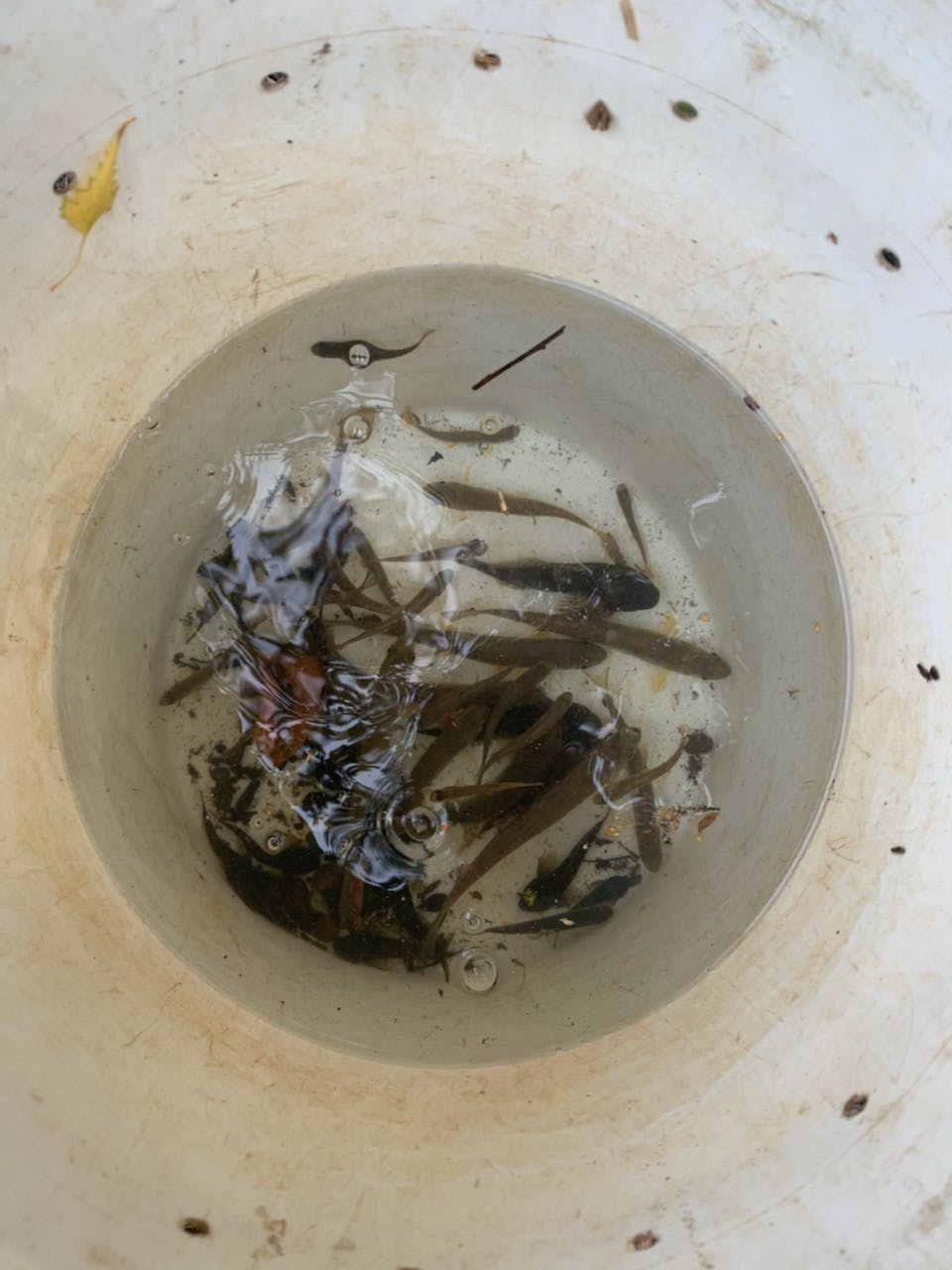 Several fish stay safe in a bucket of water while crew members work on the Ebright Creek Fish Passage.