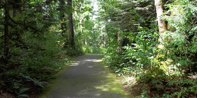 Trail at Northeast Sammamish Park lined by deciduous and coniferous trees and other vegetation.