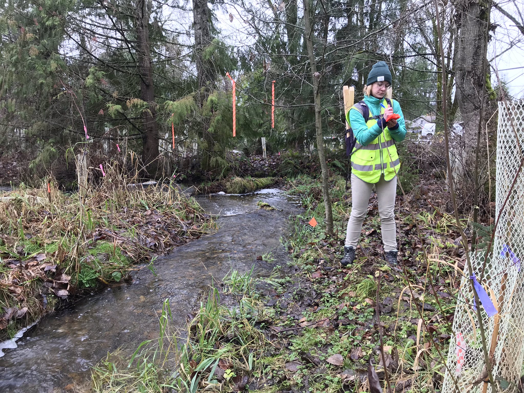 A worker in a yellow crew-member vest stands near Ebright Creek in Sammamish writing down measurements as part of the Ebright Creek Fish Passage Project.