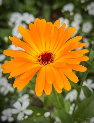 Photograph by Jenn O'Keefe. It shows a vibrant orange and yellow flower in the foreground with a field with white flowers in the background. 