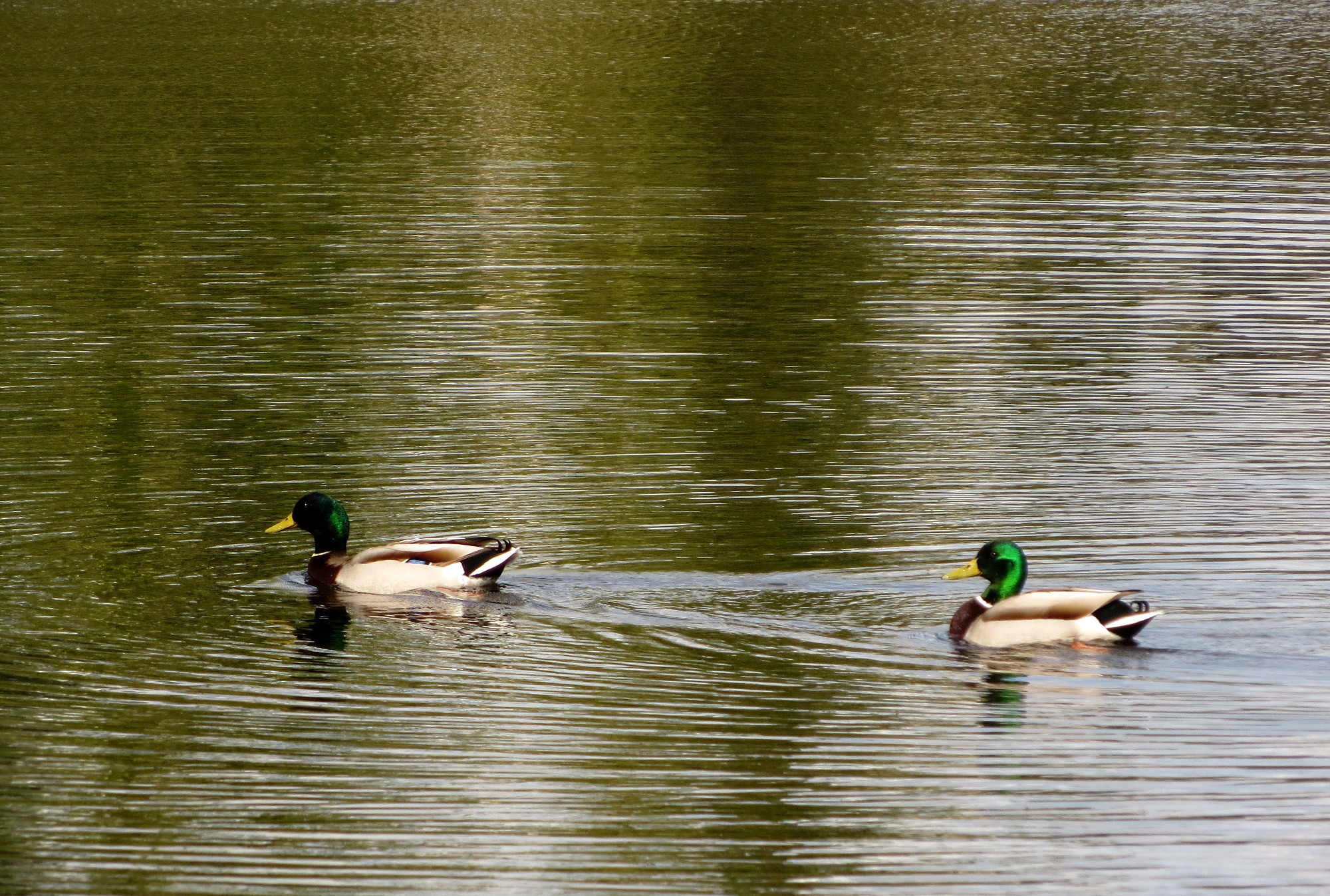 Two mallard drakes float on the seasonal pond, the surface rippled and reflecting the color of trees
